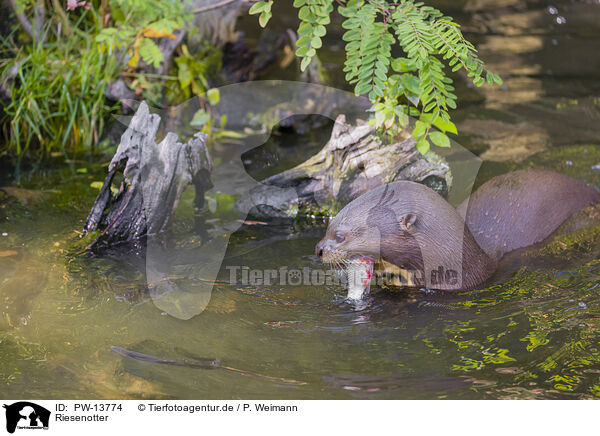 Riesenotter / giant otter / PW-13774