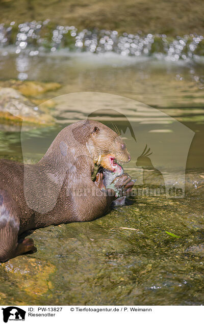 Riesenotter / giant otter / PW-13827