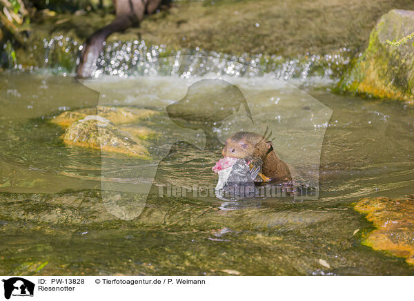 Riesenotter / giant otter / PW-13828