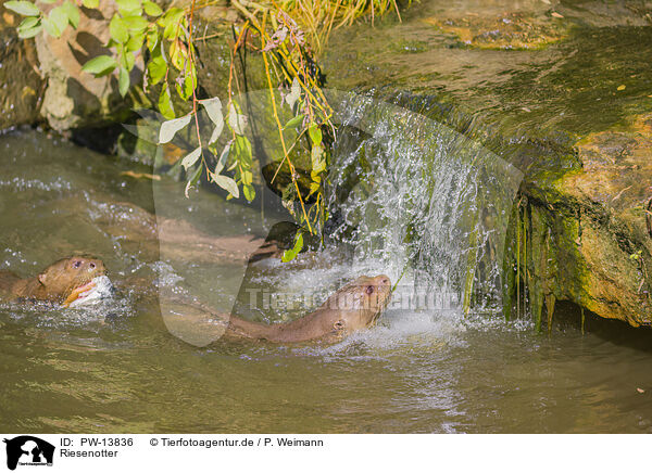 Riesenotter / giant otter / PW-13836