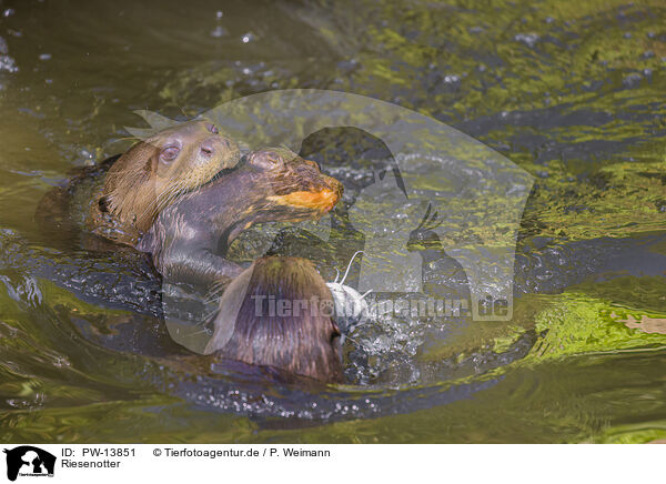 Riesenotter / giant otter / PW-13851