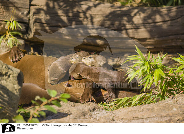 Riesenotter / giant otter / PW-13873