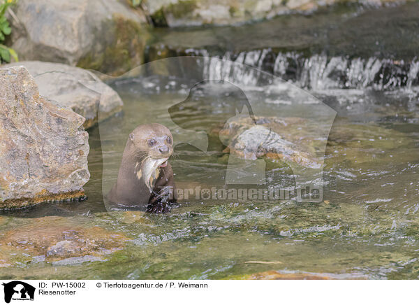 Riesenotter / giant otter / PW-15002