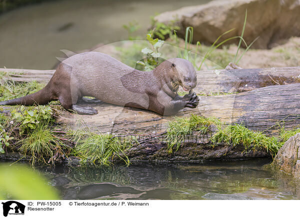 Riesenotter / giant otter / PW-15005