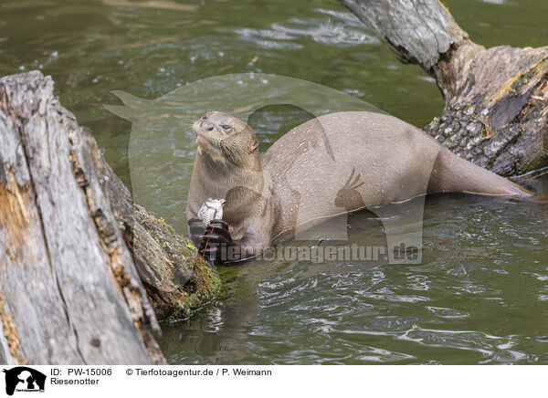 Riesenotter / giant otter / PW-15006