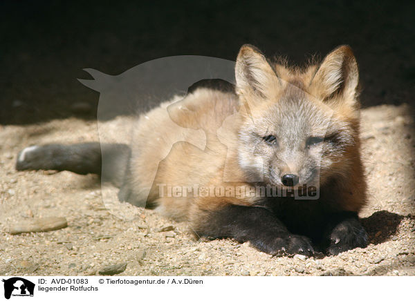 liegender Rotfuchs / lying red fox / AVD-01083