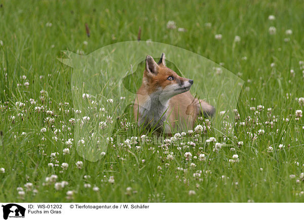 Fuchs im Gras / fox / WS-01202