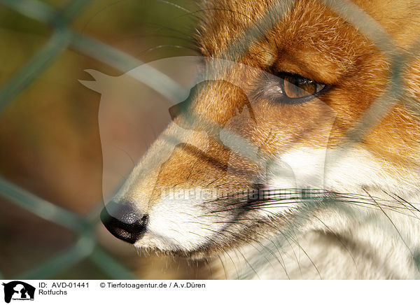 Rotfuchs / red fox / AVD-01441