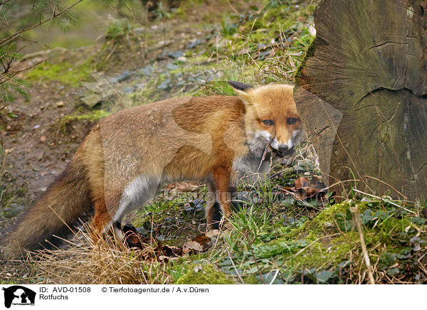 Rotfuchs / red fox / AVD-01508