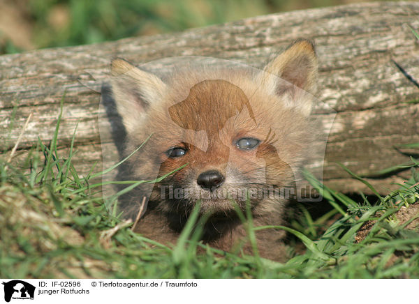 junger Rotfuchs / young red fox / IF-02596