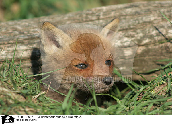 junger Rotfuchs / young red fox / IF-02597