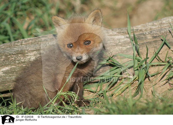 junger Rotfuchs / young red fox / IF-02608