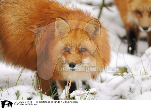Rotfuchs im Schnee / red fox in snow / DMS-01115