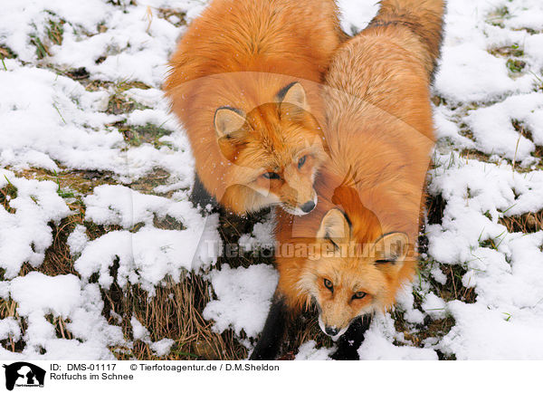Rotfuchs im Schnee / red fox in snow / DMS-01117