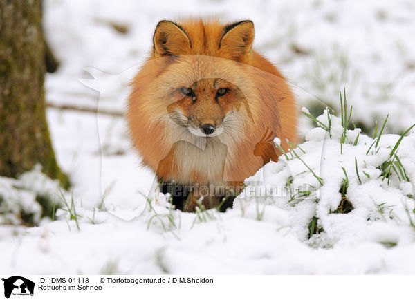 Rotfuchs im Schnee / red fox in snow / DMS-01118