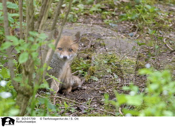 Rotfuchswelpe / red fox puppy / SO-01799