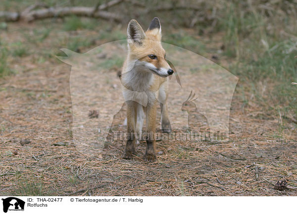 Rotfuchs / fox / THA-02477