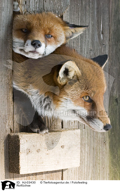 Rotfchse / red foxes / HJ-03430