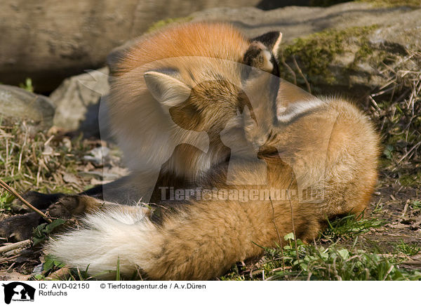 Rotfuchs / red fox / AVD-02150