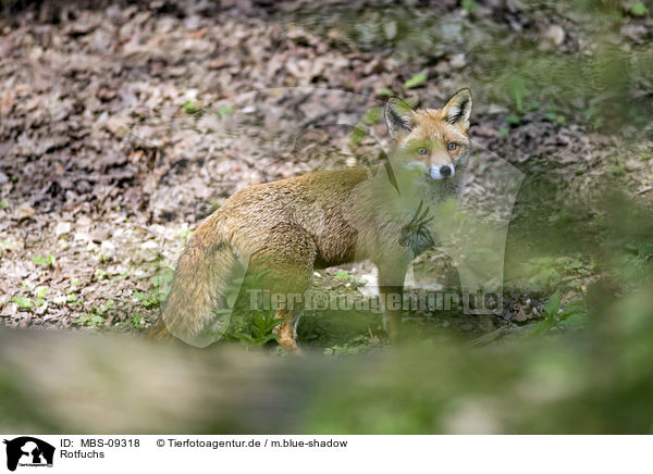 Rotfuchs / red fox / MBS-09318