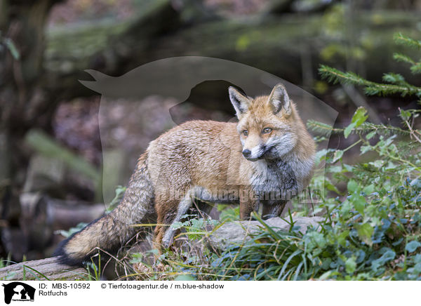 Rotfuchs / red fox / MBS-10592