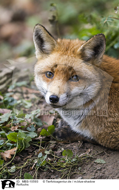 Rotfuchs / red fox / MBS-10593