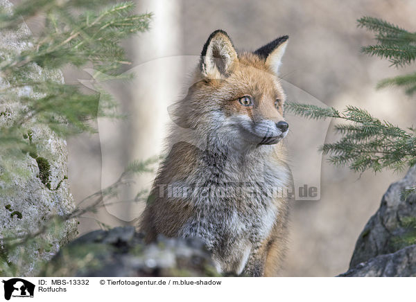 Rotfuchs / red fox / MBS-13332