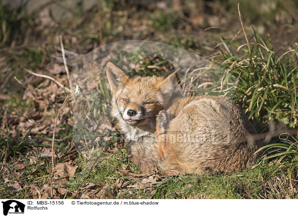 Rotfuchs / red fox / MBS-15156