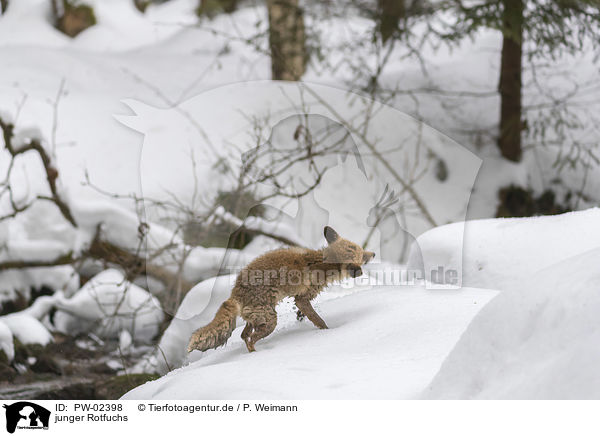 junger Rotfuchs / young red fox / PW-02398