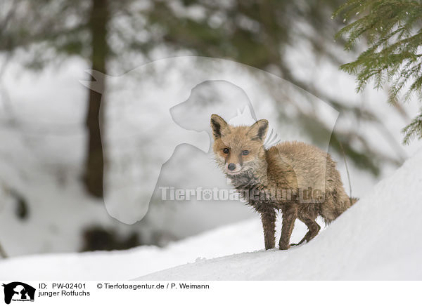 junger Rotfuchs / young red fox / PW-02401
