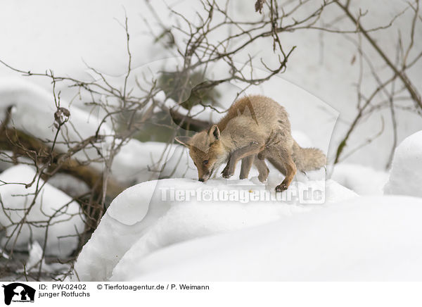 junger Rotfuchs / young red fox / PW-02402