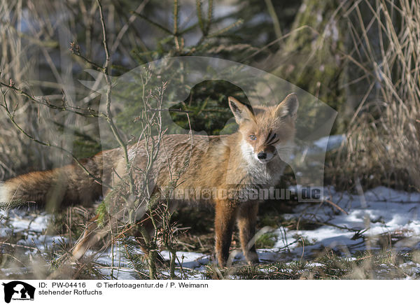 stehender Rotfuchs / standing red fox / PW-04416