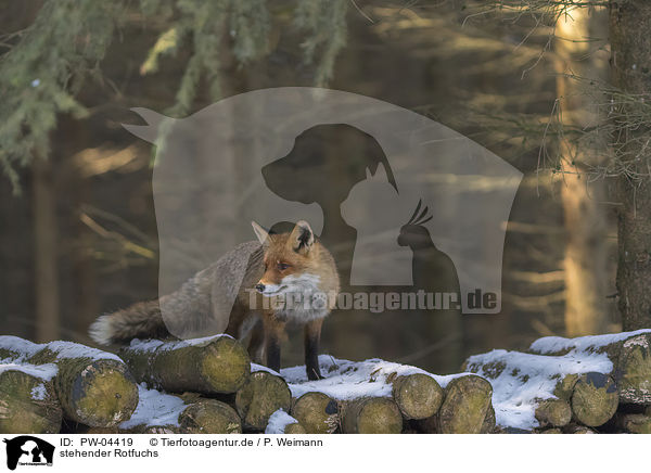 stehender Rotfuchs / standing red fox / PW-04419