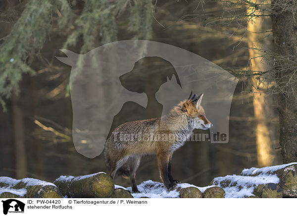 stehender Rotfuchs / standing red fox / PW-04420