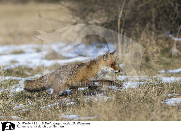 Rotfuchs rennt durch den Schnee / red fox runs through the snow / PW-04431