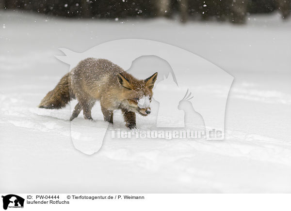 laufender Rotfuchs / walking red fox / PW-04444
