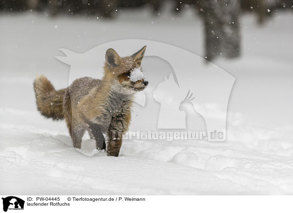 laufender Rotfuchs / walking red fox / PW-04445