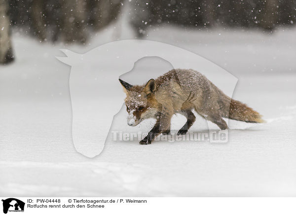 Rotfuchs rennt durch den Schnee / red fox runs through the snow / PW-04448