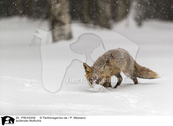 laufender Rotfuchs / walking red fox / PW-04449