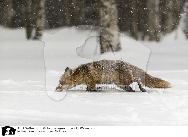 Rotfuchs rennt durch den Schnee / red fox runs through the snow / PW-04453