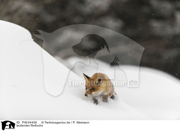 laufender Rotfuchs / walking red fox / PW-04458