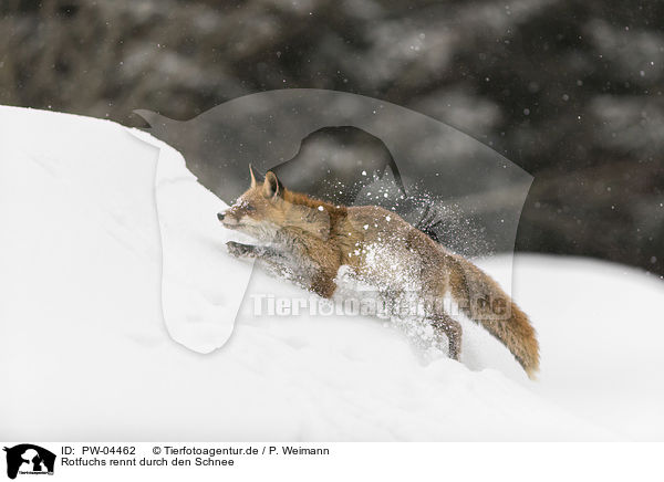 Rotfuchs rennt durch den Schnee / red fox runs through the snow / PW-04462