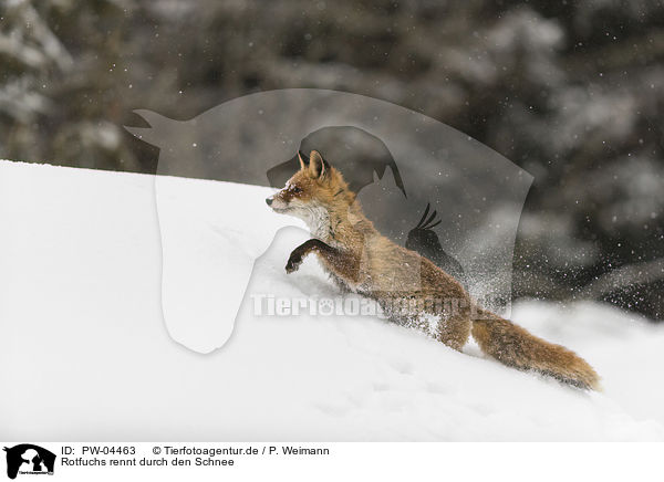 Rotfuchs rennt durch den Schnee / red fox runs through the snow / PW-04463
