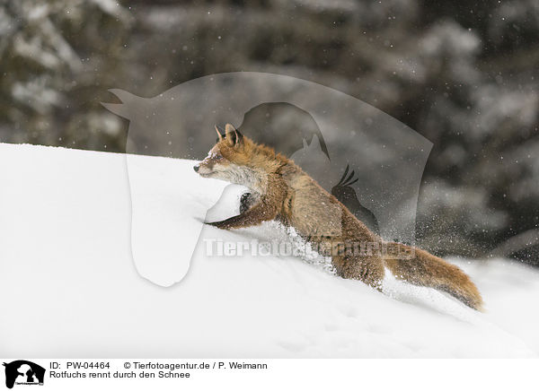 Rotfuchs rennt durch den Schnee / red fox runs through the snow / PW-04464