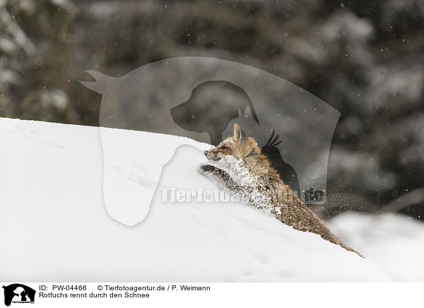 Rotfuchs rennt durch den Schnee / red fox runs through the snow / PW-04466