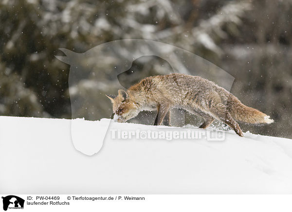 laufender Rotfuchs / walking red fox / PW-04469