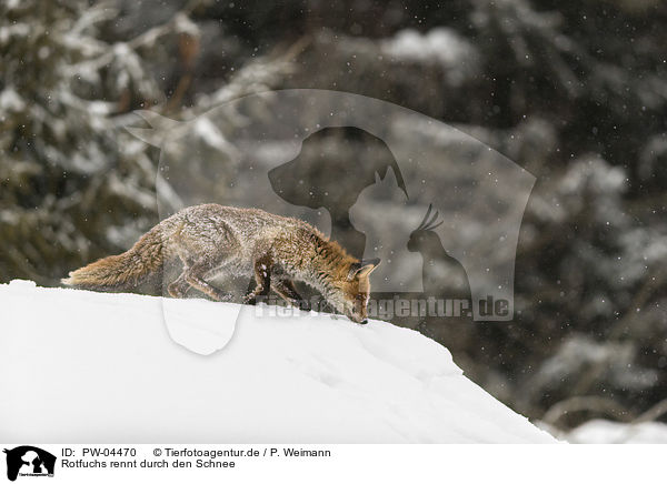 Rotfuchs rennt durch den Schnee / red fox runs through the snow / PW-04470