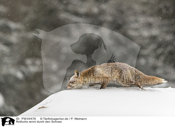 Rotfuchs rennt durch den Schnee / red fox runs through the snow / PW-04478