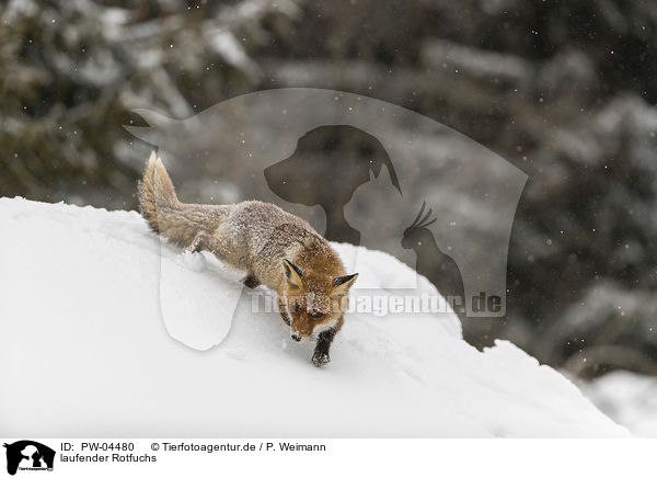 laufender Rotfuchs / walking red fox / PW-04480