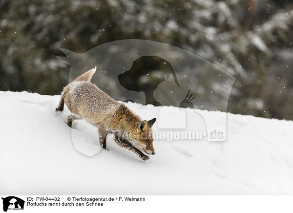 Rotfuchs rennt durch den Schnee / red fox runs through the snow / PW-04482